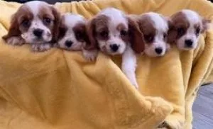 Cavalier King Charles Puppies