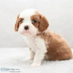 Health tested King Charles puppy&rsquos 