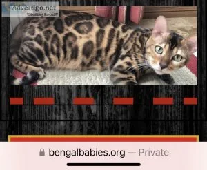 Bengal cat to good home