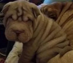 adorable Chinese Shar-Pei Puppies