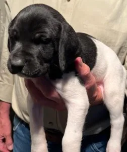 German Shorthaired Pointer