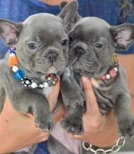 adorable French bulldog puppies for lovely homes