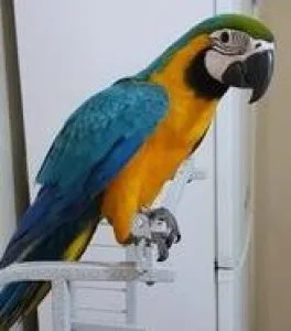 Baby Blue And Gold Macaw Available