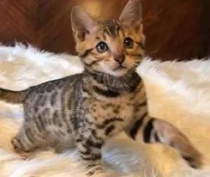 Bengal kittens for adoption