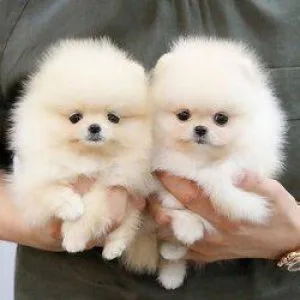 Pomeranian puppies ready