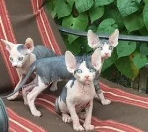 Very Active hairless sphynx kittens