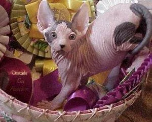 Sphynx kitten for adoption