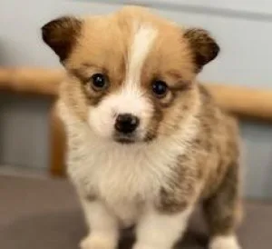 HomeTrained Pembroke Welsh Corgi Puppies Ready