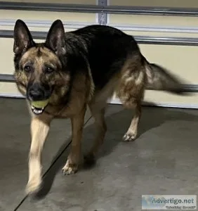 AKC German Shepherd- Service dog