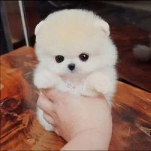 Affordable Pomeranian Puppies For Sale