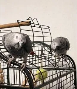 Beautiful baby African Greys