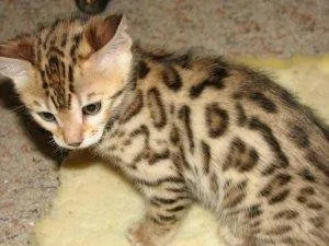 Amazing TICA Registered Benga kitten