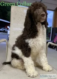 AKC STANDARD PARTI POODLES