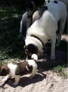 Well trained akita puppies
