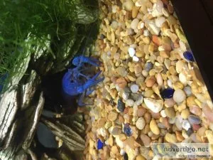 Jumbo blue crawfish