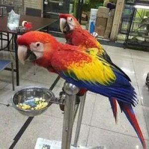 Scarlet macaw For Sale