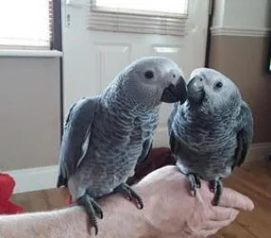 SSARF African Grey Congo Parrots
