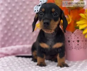 REDUCED PRICEDachshund puppies ready to leave now