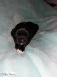 Shih-tzu puppies rehoming to their furever homes