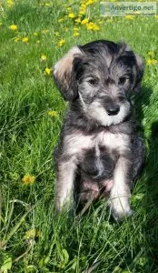 SCHNOODLE PUPPIES