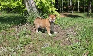 Shiba Inu puppies