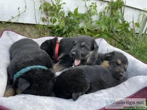 Kindor Kennels AKC German Shepherds with full registration avail