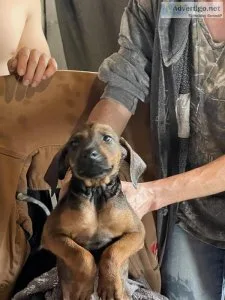 Doberman