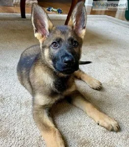 German shepherd puppies