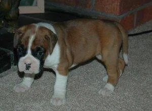 GFGHGH Boxer Puppies for sale