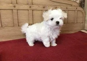 Two Teacup Maltese Puppies Needs a New Family