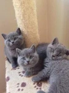 Gorgeous Active BSH Ready Now.