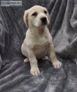 Lab retriever
