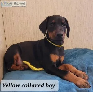 Doberman Pinscher Puppies are AKC registered.