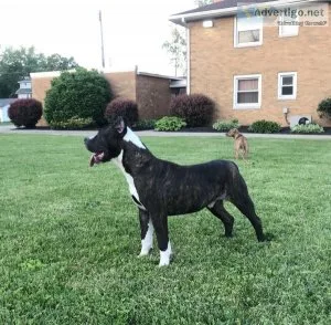 6 Month XL American Bullies for SALE