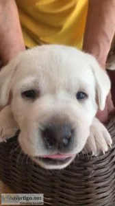 White lab puppies
