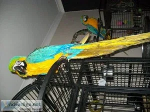 Blue and Gold Macaw Parrots Very Tame Comes with Cage Set Up For