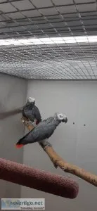 Two Beautiful Hand Reared African Grey Parrot and Cage For Sale.