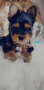 Micro Yorkie Terrier baby AKC reg Call (602) 800 6501