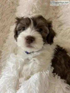 super sweet with excellent temperament.Havanese Puppies