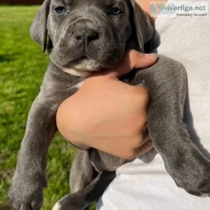 Cute Cane Corso Puppies ready