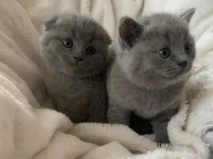 Socialize Scottish fold Kittens