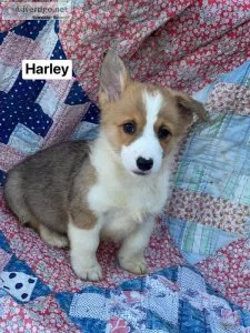 AKC registered and up to date on all shots Pembroke Welsh Corgi