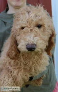 f1b Mini Goldendoodles &quotG&quot litter