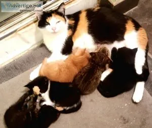 Kittens