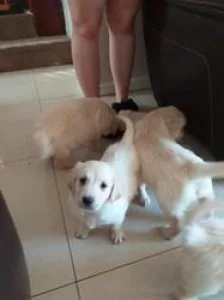 xfgfxvvc  Golden retriever puppies