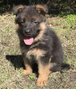 German Shepherd Puppies