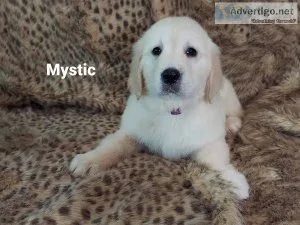 Now ready new furever home Golden Retriever Puppies