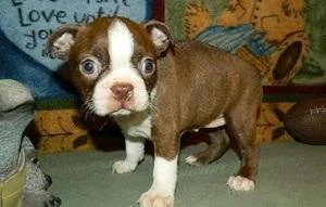 sweet registered Boston terrier puppies
