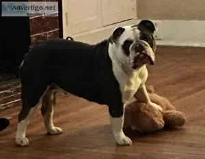 English bulldog AKC female Blue Tri 19 mo DNA test