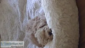MultiPoodle